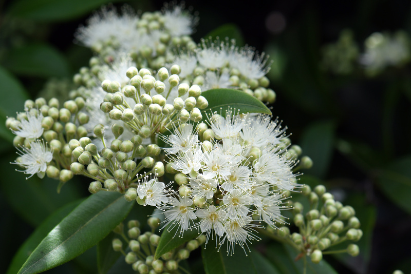 White flowers and buds of the Australian native Lemon Myrtle, Backhousia citriodora, family Myrtaceae