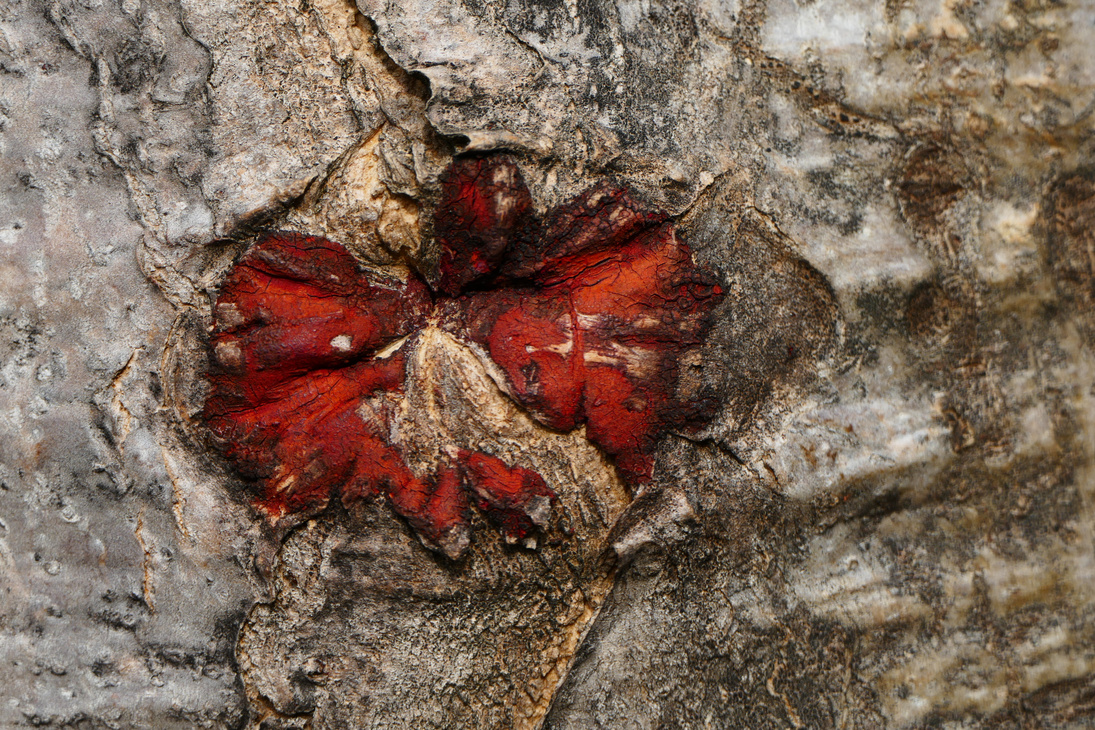 The blood of the dragon tree